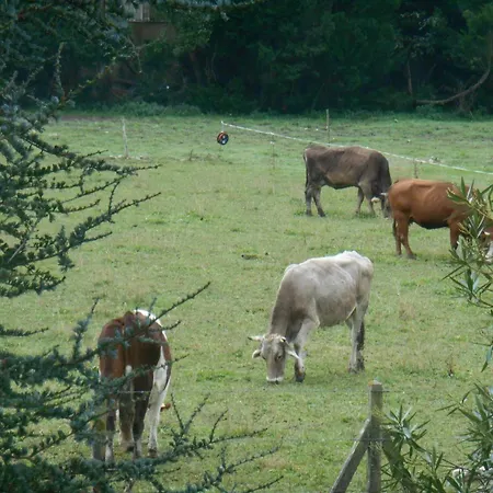 Vakantiehuis Les 2 Figuiers Dognen