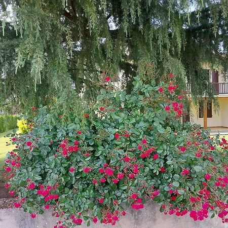 Les 2 Figuiers Dognen