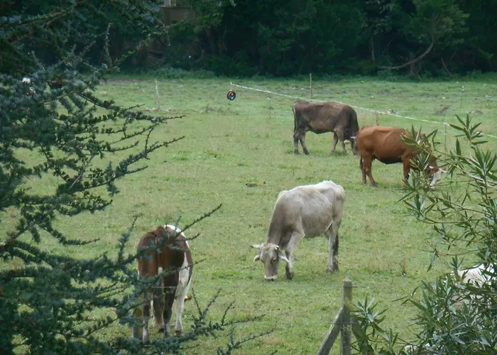 Vakantiehuis Les 2 Figuiers Dognen